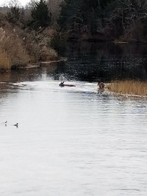 Deer Crossing
Henri Renauld submitted his recent photo of two deer crossing the Mattapoisett River in January.
