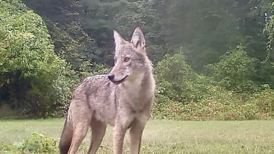 Coyote
Coyote photographed by Robert Pina in Marion
