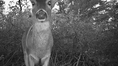 Deer Cam
Photo by Robert Pina
