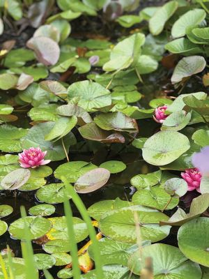 Rochester Pond
During yet another rainy weekend, water lilies are in bloom near lily pads in this small pond near County Road in Rochester. Frogs croaked happily, until I approached. Photo by Sam Bishop. June 19, 2025 edition
