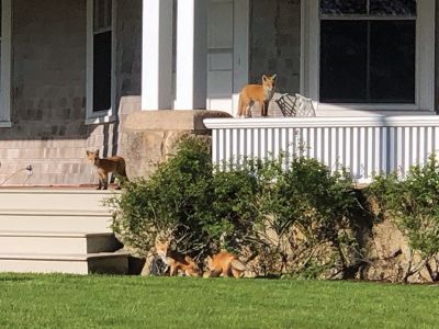 Foxes
Judith Rosbe shared these photos that her neighbor took of the uninvited guests (four pups), whose mother has her babies under our front porch each spring. They are keeping our squirrel population down.
