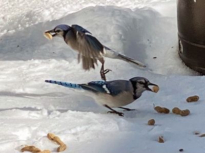 Blue jays
Blue jays feeding at Brandt Beach after the blizzard. Photo by Marcia Parker
