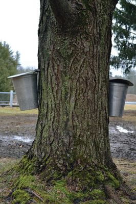 Maple Sugar Season
In Rochester, Mike Forand and his son Tim spend this time of year tapping their maple trees and boiling down the sap to make their own Rochester-made maple syrup. Photos by Jean Perry
