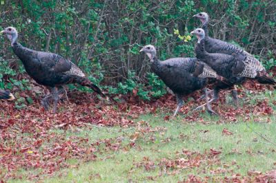 Turkey Time
Lisa Dunn of Angelica Ave. in Mattapoisett was doing some house work when she looked out her window to see a fl ock of turkeys in the yard. There were 15 chicks (not so little) the mom and dad. Photo by Lisa Dunn.
