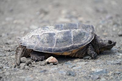 Turtle
Mary-Ellen Livingstone spotted this turtle in the bike parking area off of Old Mattapoisett Neck Road.

