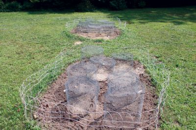 Marion Turtles
Turtles and turtle eggs have many natural predators, including seabirds, raccoons, foxes, and skunks.  Local turtle experts Don Lewis and Susan Wieber Nourse use chicken wire fences to protect growing turtles in their back yard.  Photo by Eric Tripoli.
