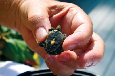Marion Turtles
Don Lewis holds a baby diamondback terrapin turtle on its back, showing a small yellow sack on its belly.  This sack will serve as a nutrient supply for the animal for a few months, until it is ready to begin hunting on its own in the area salt marshes.  Photo by Eric Tripoli.
