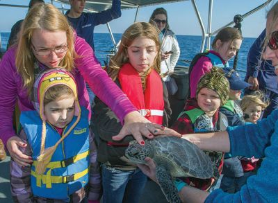 Sea Turtles
Coast Guard family members and civilian passengers about Coast Guard Cutter Kodiak Island out of Atlantic Beach North Carolina prepare to release a rehabilitated sea turtle off the North Carolina coast Dec. 15, 2014. The Coast Guard, in cooperation with the North Carolina Resources Commission, helped release a total of 19 rehabilitated sea turtles into the Gulf Stream off the coast of North Carolina including Kemp’s ridley sea turtles, green sea turtles and a loggerhead sea turtle. 
