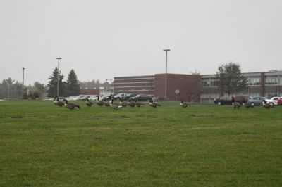 Goose Weather?
Nice weather for ducks (and geese)! These geese seem to be enjoying the weather on the baseball field in front of ORR. The weather forecast says clearing later tomorrow, will they be right?
