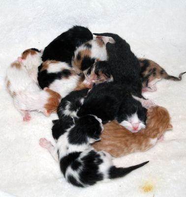 Waddles
‘Waddles’ the cat gave birth on Saturday, April 23, to the largest litter of kittens that Pamela Robinson, owner of It’s All About the Animals cat shelter in Rochester, had ever seen. Robinson and the vet delivered a whopping litter of 12 kittens, with 10 surviving the birth. The average litter is four kittens. Photo by Jean Perry
