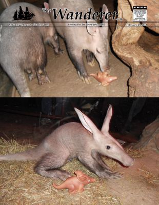 Omaha Aardvarks
 All the way from Omaha we bring you Aayla Aardvark. Aayla was born in October to parents Anikin and Alvin, and resides in the nocturnal exhibit at Omaha’s Henry Doorly Zoo & Aquarium. In the pictures the aardvarks are playing with The Wanderer mascot aardvark toys!
