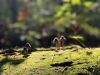 Filename=Mushroom_7507.jpg
Filesize=114KiB
Dimensions=960x720
Date added=Sep 17, 2025 Mushroom_7507.jpg
