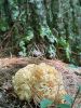 Mushroom_7543.jpg