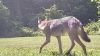 Filename=Pina_Coyote~0.jpg
Filesize=197KiB
Dimensions=1280x720
Date added=Jul 23, 2025 Pina_Coyote~0.jpg