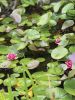 Rochester-Pond.jpg