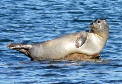 Mattapoisett Seal
Eighteen-year-old Taylor Houston of Mattapoisett took this photo of a sunbathing seal off the waters of Mattapoisett Neck in Molly's Cove on January 9, 2008. The recent frigid temperatures don't appear to be bothering this town seal much.

