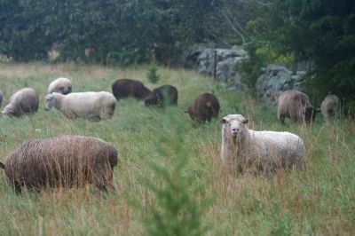 How Ewe Doing?
Sheep out to pasture alongside New Bedford Road in Rochester on September 22, 2011. Photo by Anne Kakley. 
