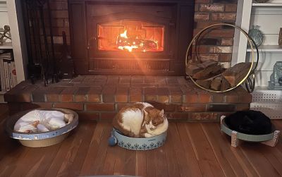 Three Cats
Bowen, Tommy, and Jean Louise are warming up on a cold winter night in Mattapoisett. Photo by Dan Lucas.
