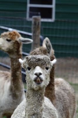 Alpacapalooza! 
Pine Meadows Farm in Mattapoisett is home to some 17 alpacas. Owners Heidi and Jeff Paine opened up the farm to the public over the weekend once the weather cleared. Saturday the alpacas were still drying off from the rain, but by Sunday their fleece was again fluffy and soft. Photos by Jean Perry
