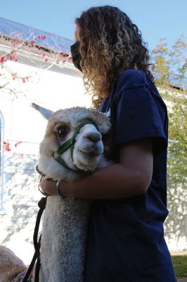 Good News
On October 14, Jeff and Lauren Paine of Pine Meadow Farms in Mattapoisett brought Alpacas “Good News,” a two-year-old male, and “Patience,” a 10-year-old female, to the Loft School in Marion, where Debbi Dyson's Pre-K class has been learning about Peru and the country’s alpacas and llamas. Pine Meadow will host an Open House on October 30. Photos by Mick Colageo
