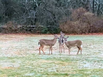 Wildlife
Folks on Facebook shared pictures f the Wildlife they have seen in their yards.
