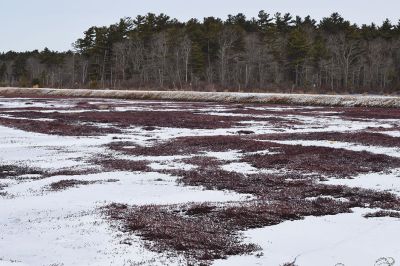 White Eagle Property
Following the snow on February 2, the cranberry bog on Sippican Land Trust’s White Eagle Property in Marion. Seen on the bottom are the leftovers from last year’s harvest. Photo by Sam Bishop.
