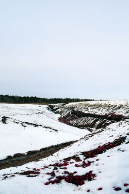 White Eagle Property
Following the snow on February 2, the cranberry bog on Sippican Land Trust’s White Eagle Property in Marion. Seen on the bottom are the leftovers from last year’s harvest. Photo by Sam Bishop. Februart 6, 2025 edition
