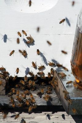 Honey I’m Home! 
This beehive is thriving thanks to the careful attention paid by local beekeeper Linda Rinta. Rinta gave a talk on bees and honey production in Marion on Saturday and invited us to her property on Sunday to observe her practicing her craft. 
