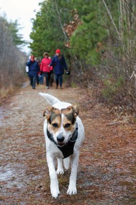 The Bogs in Mattapoisett 
The Buzzards Bay Coalition on Saturday, January 16 led a group through The Bogs in Mattapoisett for a winter hike. Walkers donned raingear just in case the rain wasn’t quite over yet. Photos by Colin Veitch
