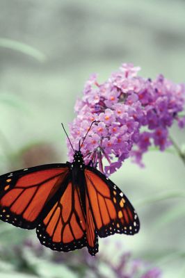 Butterfly Cover
This local monarch butterfly seen feeding on this butterfly bush will soon take part in the great fall migration across the continent that could take it as far as southwestern Mexico, a seemingly impossible 3,000-mile journey for a creature of such delicateness. She won’t be returning to the Tri-Town, though, after wintering for months in the Mexican mountains with the millions of other monarchs. Instead, she will make her way back up north, but only as far as Texas, where she will find some local milkweed.
