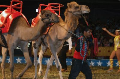 Circus Time
Everyone was just clowning around when the circus came to Rochester on June 23 and 24, 2010. Camels, elephants, tigers, oh my! The kids had a great time until the big tent, and cant wait until next year to see the circus again. Photo by Anne OBrien-Kakley.
