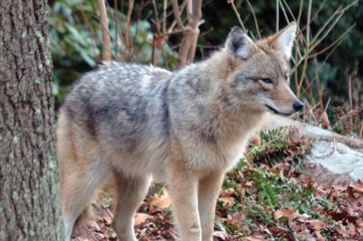 Coy Wolf
Steve Chicco spotted and captured this image of what he says is a “coy wolf” seen on Converse Point.
