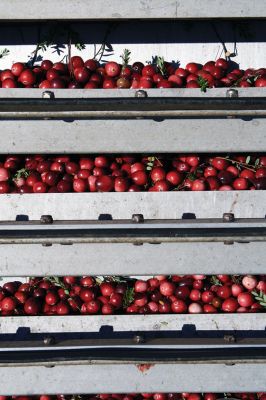 Dry Harvest
It’s cranberry season in Southeastern Massachusetts. With drought conditions, dry harvesting the berries has started largely unaffected by the lack of water thus far, but bog flooding later in the season could be affected if water sources are not replenished with rain. Paula and Dana Johnson of Rochester are in the midst of their dry pick, circling the bogs, one after the other, day in and day out with their mechanical Furfords and burlap sacks to harvest the cranberries fit for fresh fruit sale. 
