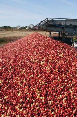 Cranberry Country
It's cranberry season! All the bogs were alive in the Tri-Town this past week with harvesting activity. Photo by Paul Lopes. October 13, 2011 edition
