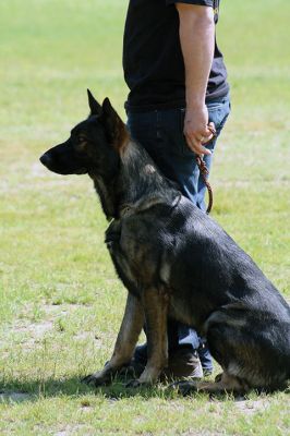 SouthCoast Working Dog Club
The SouthCoast Working Dog Club held a three-day Schutzhund trial at the Rochester Country Fairgrounds on May 27-29. The event is a competition in training, tracking, obedience, and protection for working breeds of dogs. Training Director Mario Gomes’ German shepherd, “Caribou,” is headed to the World Championship in Slovenia to represent the USA. Photos by Jean Perry and Denzil Ernstzen
