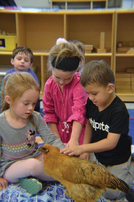 Dorothy the chicken
Dorothy the chicken visited the Project Grow students (pictured here) and the kindergarten kids on Monday, November 6, for a story time hosted by Evelyn Golden and Molly Vollmer of the Plymouth County Extension 4-H Office. This brief intro to embryology, along with Dorothy’s charming demeanor, was enough to excite the kids about the joys of keeping chickens. Photos by Jean Perry
