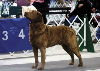 Ducky
Annie Henshaw of Poisett Kennel in Mattapoisett with her dog, Ducky, receiving the Sporting Group title at the Annual National Dog Show on Thanksgiving. Photos courtesy Annie Henshaw
