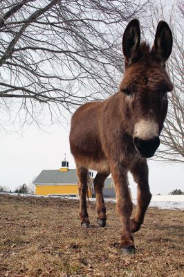 Eastover Donkey
It’s been ‘donkey’s ears’ since we’ve featured a furry friend from Eastover Farm on our cover! This donkey was out Saturday afternoon sniffing around patches of ground that weren’t still covered with snow. It strolled over to say hello until the ‘click’ of the camera shutter spooked it into another direction towards another snow-free patch of ground. Photo by Jean Perry February 28, 2019 edition
