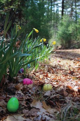 Sippican Lands Trust Easter Egg Hunt
The Sippican Lands Trust hosted another Easter egg hunt at its Peirson Woods property off Point Road on Sunday, April 14. It was a successful hunt for the dozen or so kids who found every single one of the 600 eggs hidden along the trail. Photos by Jean Perry
