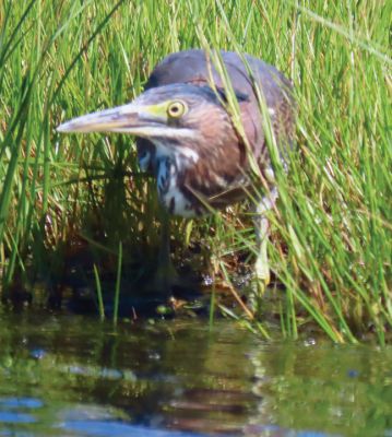 Mattapoisett
Faith Ball shared some photos taken during a kayak paddle this weekend in Mattapoisett.
