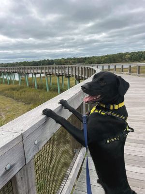 Goose
Faith Ball shared this photo of goose enjoying the view from the Mattapoisett bike path.
