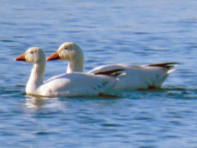 Snow Geese
Faith Ball wanted to share some shots of three snow geese that she spotted in Mattapoisett Harbor during her Saturday morning walk. The geese flew in alone, then slowly joined a large flock of Canada Geese that were also in the area.
