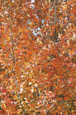 Autumn
The fall foliage in this Mattapoisett village tree endured last week’s rain and wind well into the weekend, keeping observers suspended in another moment of autumnal bliss. If you look again closely you might see someone familiar staring back at you. Photo by Colin Veitch. November 5, 2015 edition
