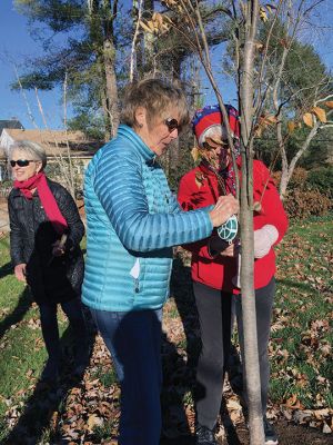 Marion Tree Committee
Members of the Marion Tree Committee and Marion Garden Group joined forces on November 26 to place identification plates on trees planted by the town. The plates were provided by the Garden Group. From left: Karilon Grainger, Suzy Taylor and Sylvia Strand. Photos by Marilou Newell
