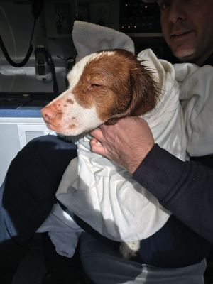 Murphy the dog
Firefighters in Rochester rescued Murphy the dog from the icy waters off of Sarah Sherman Road after straying from his family and falling through the thin ice on December 20. Firefighter Jeff Eldridge mounted an ice sled and headed 300 feet across the frozen pond to reach Murphy. The two were then pulled to land and Murphy was promptly taken to the ambulance. Pictured here, Murphy is warmed up by RFD Paramedic Jon Villa. Photo courtesy of the Rochester Fire Department
