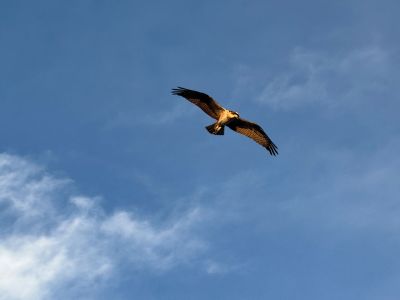 Osprey
Osprey in the golden sun's rays. Photo by Jennifer Shepley
