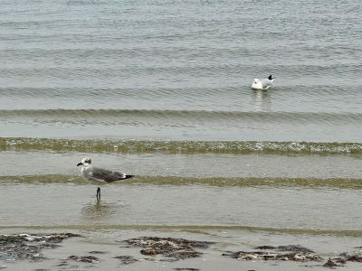 Seagulls at rest
Seagulls at rest. Photo by Jennifer Shepley

