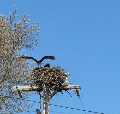 Osprey Pair
Jennifer Shepley shared this photo of an Osprey pair at the nest
