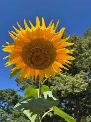 Sunflower
Photo by Jennifer Shepley
