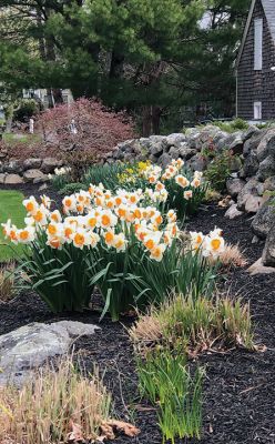 Spring Flowers
Jennifer Shepley shared these great flowers-around-town photos.
